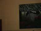 Photo Number 15
