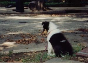 Photograph