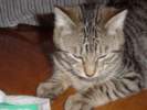 Photo Number 5